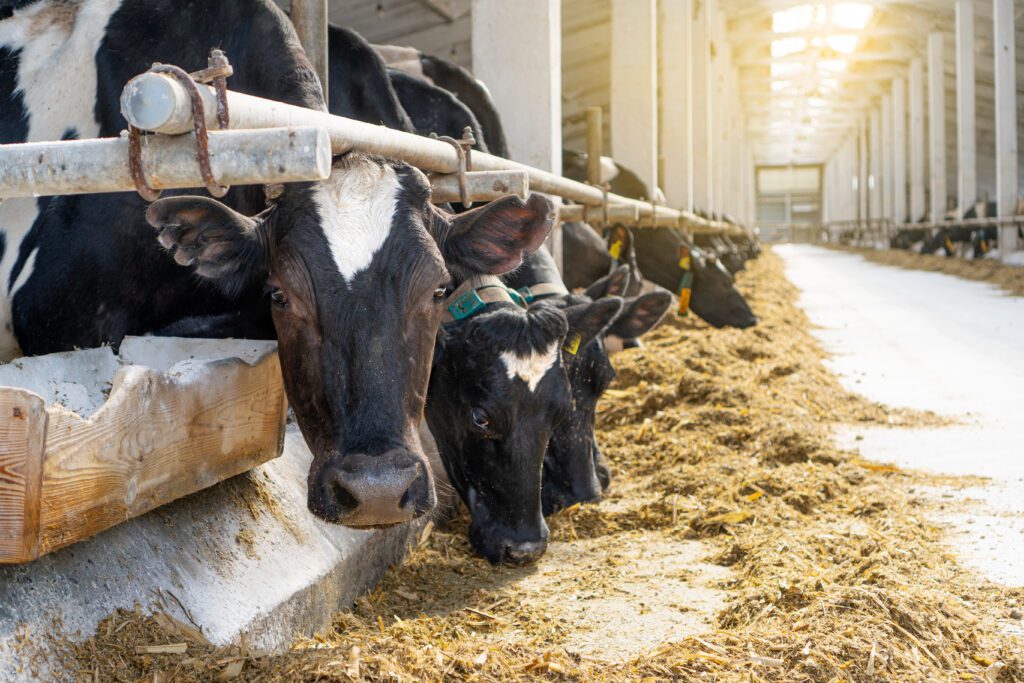 Dairy cows feeding along a row inside a barn, representing livestock operations