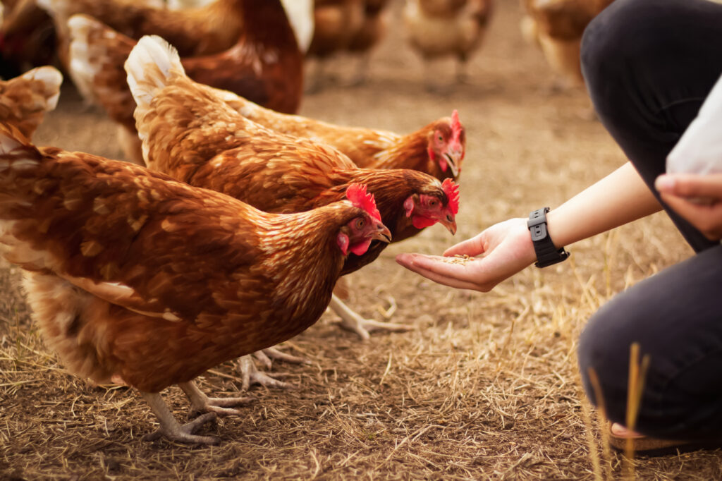 Poultry farm worker feeding healthy laying hens in an outdoor poultry operation, highlighting flock management, biosecurity practices, and disease prevention strategies supported by a poultry waste incinerator.