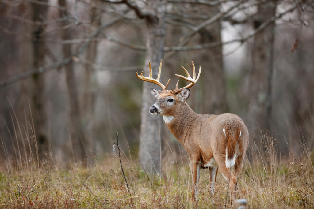 White-tailed buck with antlers standing in a wooded area